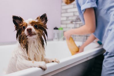 Pet Grooming and Pet Sitting Insurance in San Marcos, CA by Harding Insurance Agency, Inc.