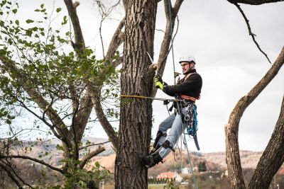 Tree Trimming Insurance in San Marcos, CA by Harding Insurance Agency, Inc.